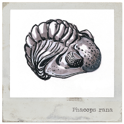 trilobites