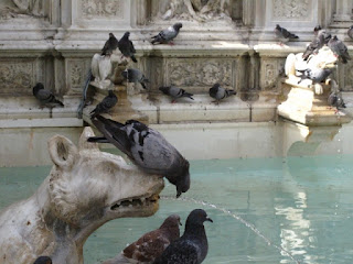 Pigeon enjoying water at the Fonte Gaia, Siena, Tuscany, Italy