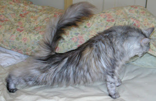 Cat Yoga- Polydactyl Maine coon