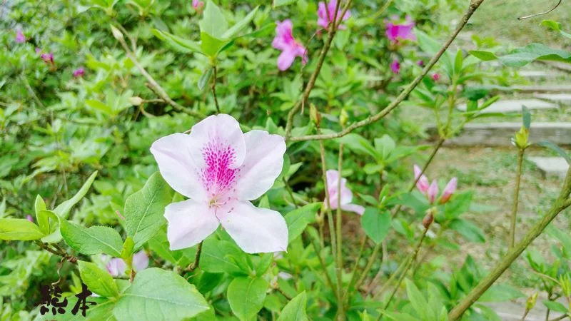 台灣農林熊空茶園｜熊空茶園櫻花園｜三峽櫻花季