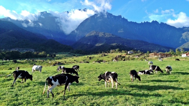 Kundasang terkini !!!!!