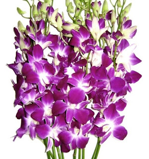 Fresh Flower Purple Dendrobium Orchids