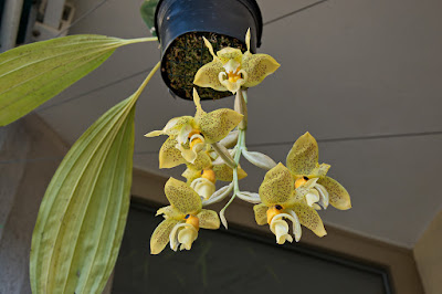 Stanhopea wardii care and culture