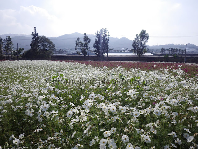 Xinshe Sea of Flowers