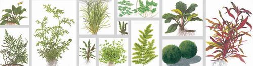 易只鱼水族 水草种类 水草品种 文章列表 1