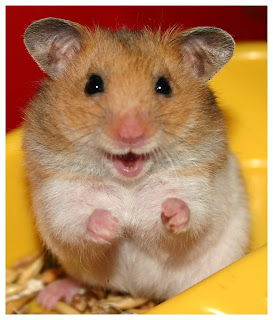 hamster muy tiernos