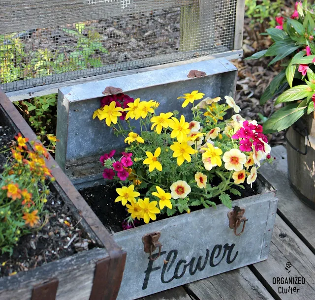 Hula Hoopla Confetti Mix Annual Combo In A Stenciled Galvanized Tool Box #Oldsignstencils #stencil #junkgarden #gardenjunk #confettimix