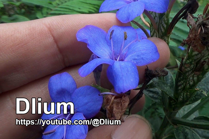 Dlium Blue eranthemum (Eranthemum pulchellum)