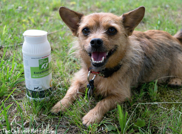 Mini Review: Only Natural Pet EasyDefense All-In-One Flea Remedy