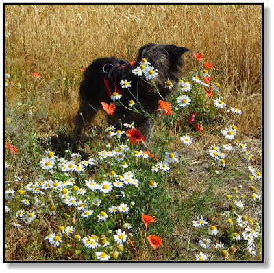 Blumen am Feldrand