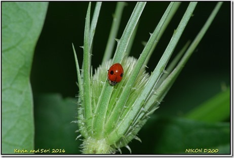 Shots from Home - June