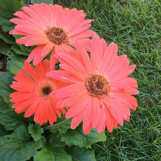 Gerberas plant with Flowers