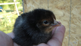 baby chick - silver laced wyandotte hen mixed with buff orpington cockerel