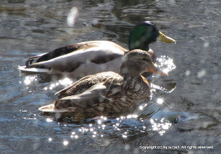 Mallard