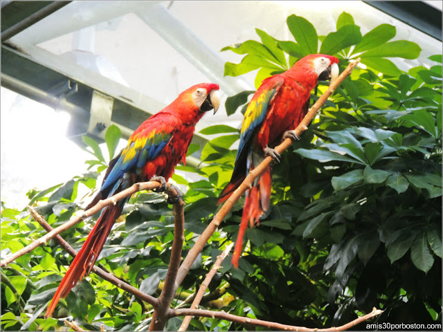  Selva Tropical del Biodôme: Guacamayo Macao