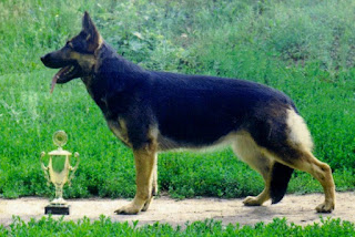 East-European Shepherd-pets-dog breeds-pet-dogs