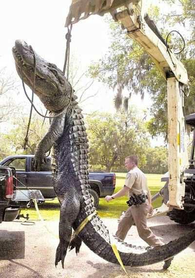 BIG Gator!