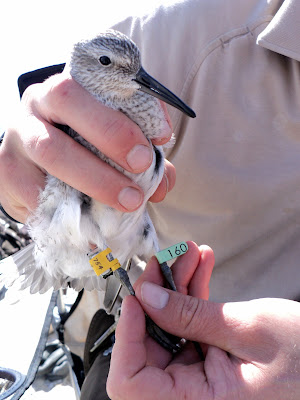 Tagged red knot.