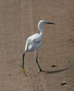 Strange Little Egret walks