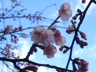 cherry, Tokyo