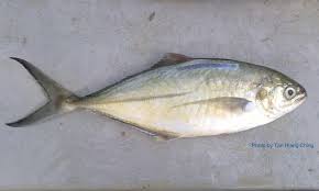 Resepi Ikan Yu Goreng - 14 Descargar