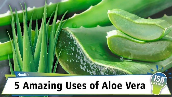 5 Amazing Uses of Aloe Vera