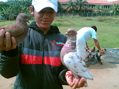 Merpati Tinggian Lapak Biru Bambu Apus: MERPATI TINGGIA