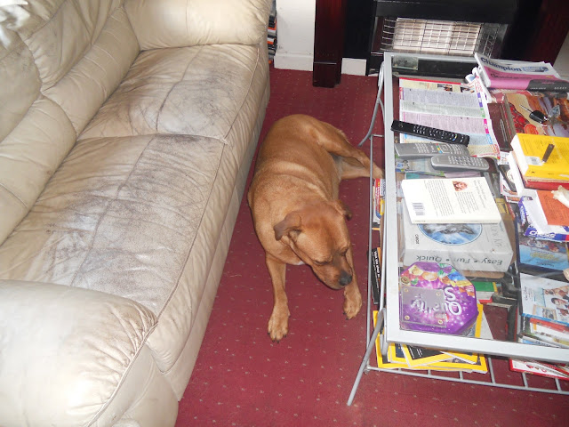 Sheba having a lie down.