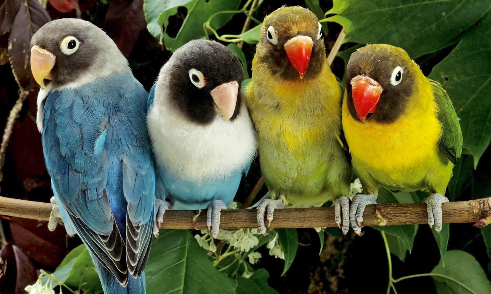 Beautiful Birds Pics Hd For Kids Wallpapers Parot Bird