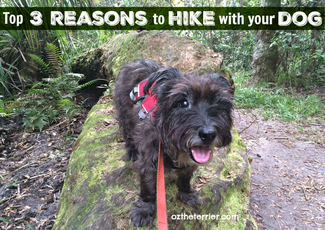 Oz's top 3 reasons to hike with your dog