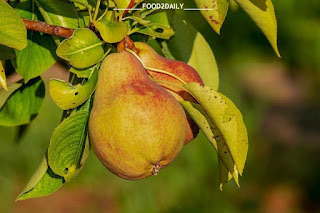 FULL DETAILS ABOUT PEAR, pear,pears,pear deck tutorial,how to use pear deck,apple pear chutney,pear trees,fresh pear,happy pear,pear drink,fertilizing pear trees,the happy pear,pear smoothie,papa pear 1032,golden pear soap,organic pears,growing pears,pear deck tutorial for teachers,pear deck teaching,pear deck google slides,papa pear saga level 829,pyaar prema kaadhal tamil songs,orange and pear smoothie,peace,petra,how to trim bradford pear trees,pear (organism classification),pyaar prema kaadhal tamil movie