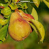 Complete Information About Pear