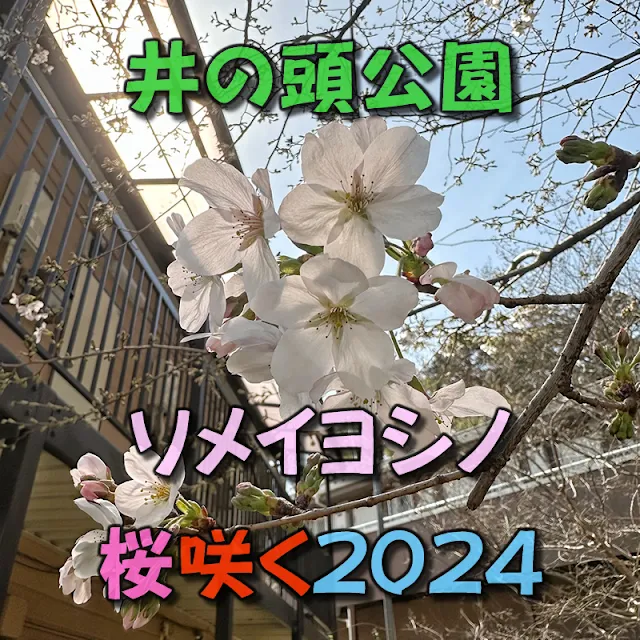 例年より少し遅れてようやっと井の頭公園の桜も開花2024