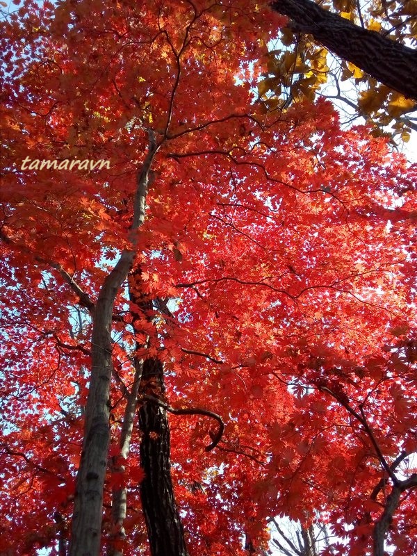 Клён ложнозибольдов (Acer pseudosieboldianum)