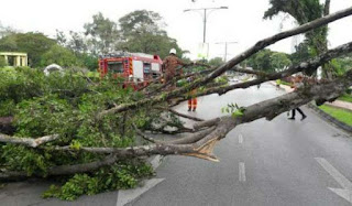 Pokok tumbang, struktur atap runtuh ribut badai Kuching