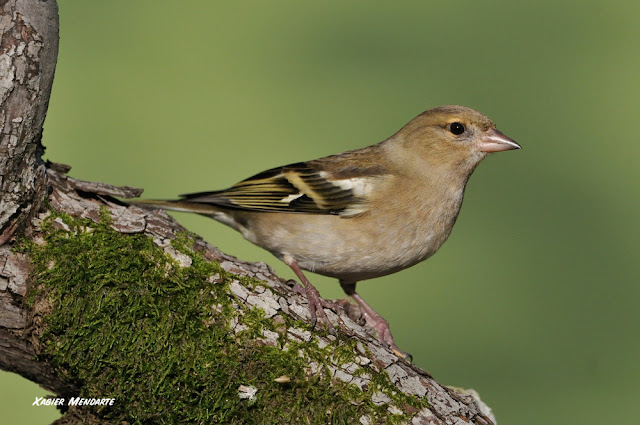 Txonta, Fringilla coelebs, Pinzón vulgar, 