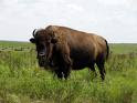 buffalo