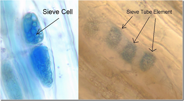  Both sieve cells too sieve tubes are constituents of phloem involved inward conduction of foo MR X Difference betwixt Sieve cells too Sieve tubes (Sieve cells vs Sieve tubes)