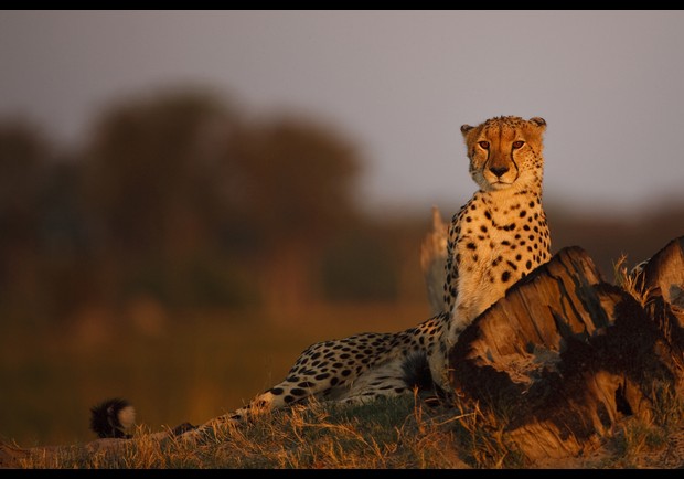 Okavango Delta, Botswana