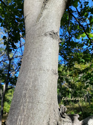 Липа маньчжурская (Tilia mandshurica)