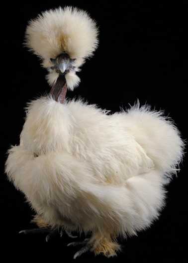 10 showgirl chickens 950