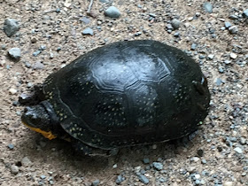 Blanding's turtle crossing our formerly gravel road