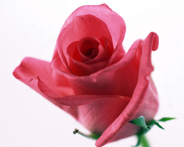 Beautiful Rose Wallpapers