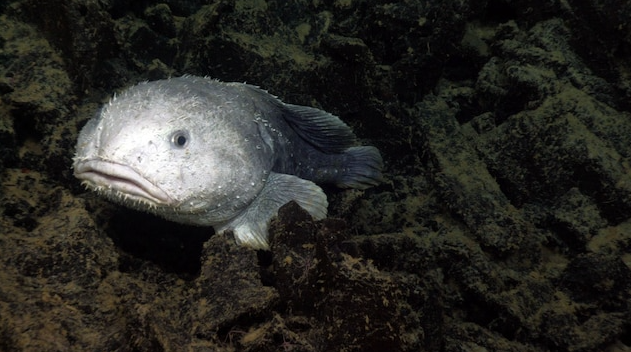 blobfish-in-habitat