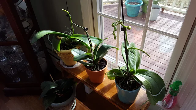 Reblooming Orchid Plants