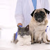 Saúde e bem-estar dos pets: quais vacinas são necessárias para cães e gatos?