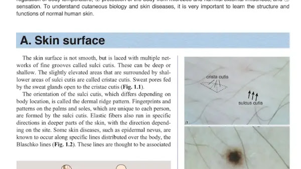 Structure and Function of the Skin PDF | PPT
