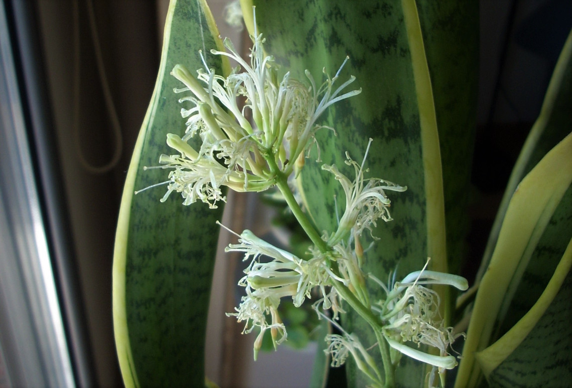 Sansevieria trifasciata en floración