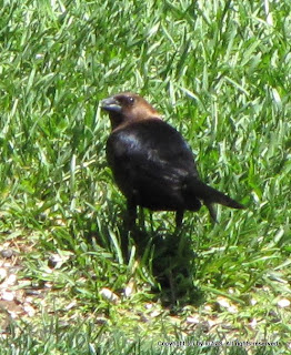 Brown-headed Cowbird