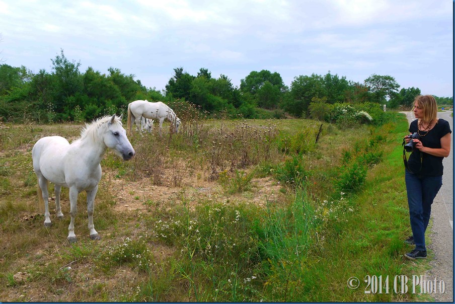 france cheval
